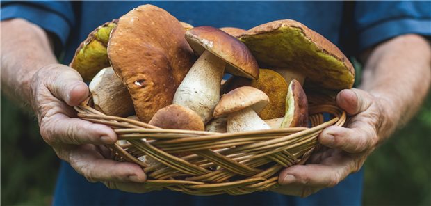 Wildpilze: Auch in einigen Röhrlingen wurden in Teilen Bayerns erhöhte Werte von Cs-137 gemessen.