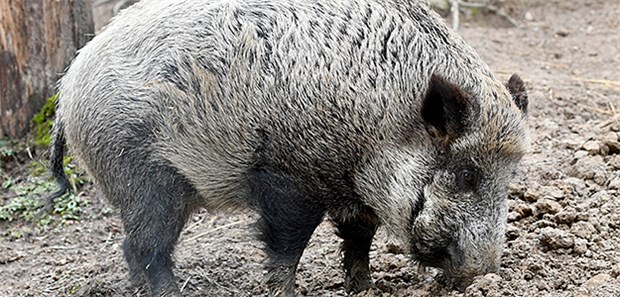 Bundesinstitut gibt Entwarnung bei Afrikanischer Schweinepest Wildschweine können sich mit der Afrikanischen Schweinepest infizieren; diese könnte bald bis nach Deutschland vordringen.