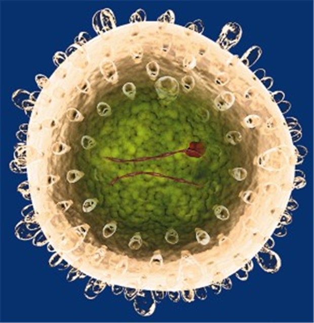 Hepatitis B wird meist sexuell übertragen Will Hepatozyten infizieren: Hepatitis-B-Virus, hier im Modell.
