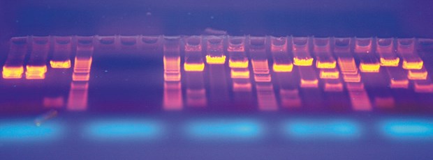 Biotech-Branche trotzt Geldnot Willkommen, Gene: Immer mehr Biotech-Produkte erreichen den Markt.