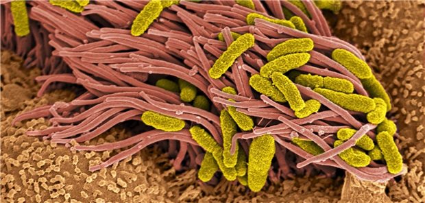 Bakterielle Peptide bringen Zilien auf Trab Winzige Flimmerhärchen sorgen dafür, dass Staub, Pollen und Krankheitserreger möglichst rasch Richtung Luftröhre befördert werden, und gar nicht erst tiefer in die Lunge eindringen können.