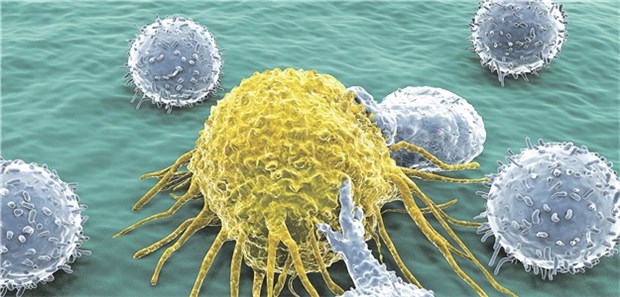 Wird eine T-Zelle (blau) aktiviert, ist sie in der Lage maligne Zellen (gelb) zu erkennen.