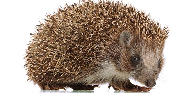 Wird häufig kritisiert - und nicht immer zu Recht: IGeL.