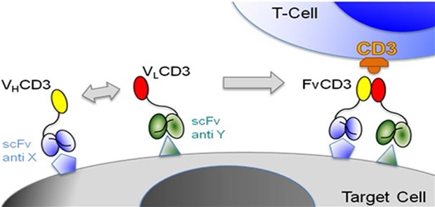 Wirkungsweise der Hemibodies