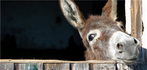 Wissenschaftler haben sich HBV-Infektionen bei Eseln und Zebras angeschaut – und wollen Erkenntnisse für Infektionen beim Menschen ableiten.