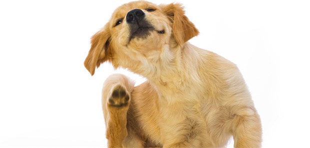 Wo machen Hunde Pipi? Wo Hunde pinkeln, hat offenbar etwas mit Magnetfeldern der Erde zu tun, zeigt eine Studie.