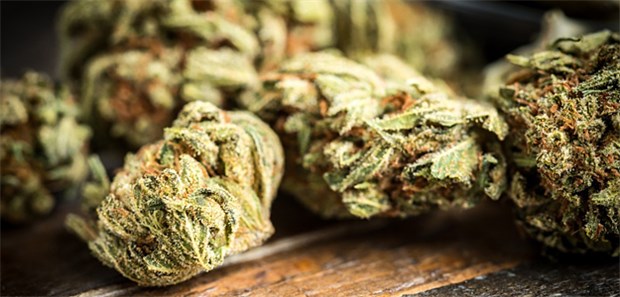 So groß sind die Chancen und Risiken von Cannabis Wundermittel oder Teufelskraut? Marihuana als Rauschmittel und als Arzneimittel: