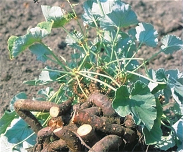 Umckaloabo wegen möglicher Leberschäden unter Beschuss Wurzeln der Kapland-Pelargonie: Ihr Extrakt ist unter Beschuss.