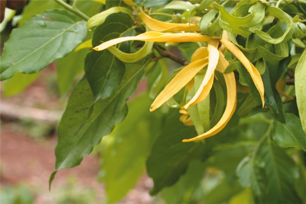 Weihnachtsduft in jedem Raum ... Ylang-Ylang-Duft wird gern gegen Stress genutzt.