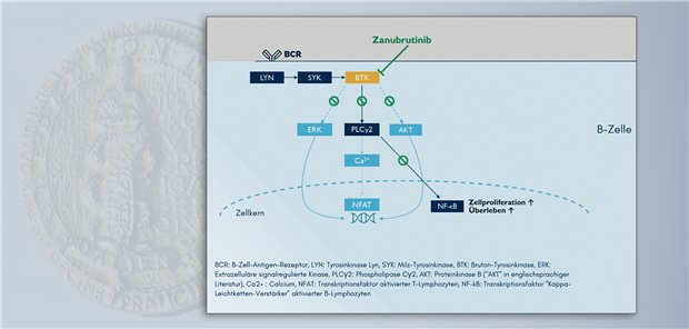 Zanubrutinib hemmt die Bruton-Tyrosinkinase und somit die Signalweiterleitung zu den Downstream-Targets ERK, AKT und PLC2. Dies sorgt für veränderte Genexpression und verringert Proliferation und Überleben der Zielzellen.