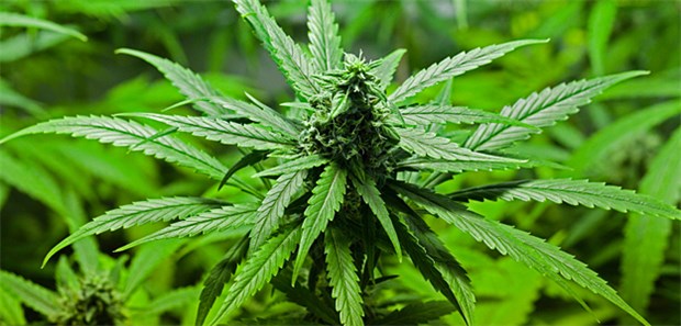 Gericht plädiert für Cannabis-Eigenanbau Zartes Pflänzchen Hoffnung: Zu therapeutischen Zwecken könnten drei Schmerzpatienten Cannabis demnächst in Eigenregie anbauen, wenn das BfArM entsprechend entscheidet.