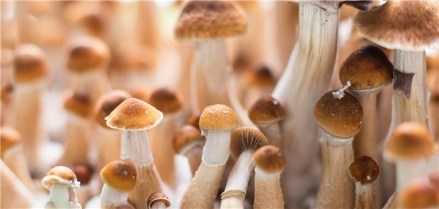 psilocybinhaltige Pilze