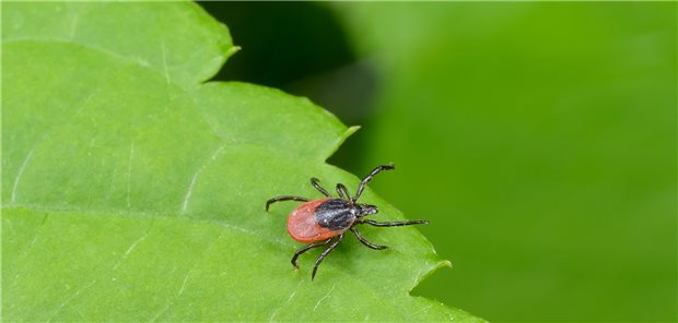 Zecke im Wald: Personen mit dem Alpha-Gal-Syndrom sollten bei einem Spaziergang durch ein Zeckengebiet immer ein Notfallset dabei haben.