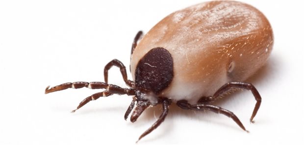 Zecken der Art Ixodes können auch Erreger seltenerer Krankheiten übertragen.