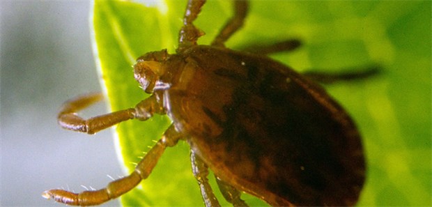 Die Zecke lauert im Garten Zecken werden schon bei Temperaturen ab 7 Grad aktiv und lauern in Büschen und hohem Gras, gerne aber auch im Garten.