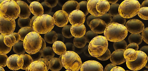 Ein erster Schritt zum künstlichen Lebewesen Zellen der Bäckerhefe Saccharomyces Cerevisiae.