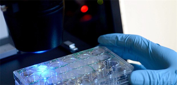 Algorithmen werden die Pathologen nicht ersetzen Zellkulturen in einem Labor in der Pathologie. Übernehmen in Zukunft immer häufiger Maschinen mit selbstlernenden Algorithmen dann die Auswertung?