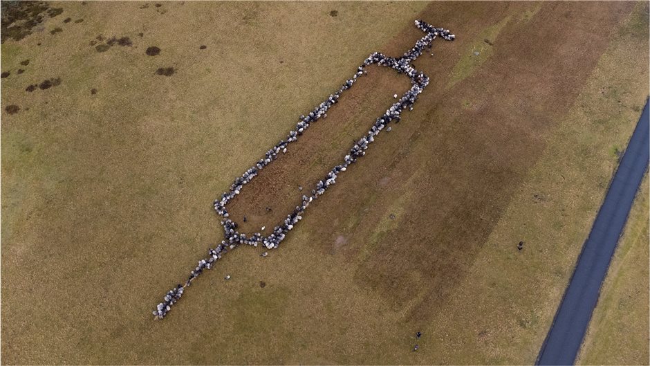 Zielgerichtet finden fast alle Schafe und Ziegen ihren Platz. Gemeinsam setzen d...