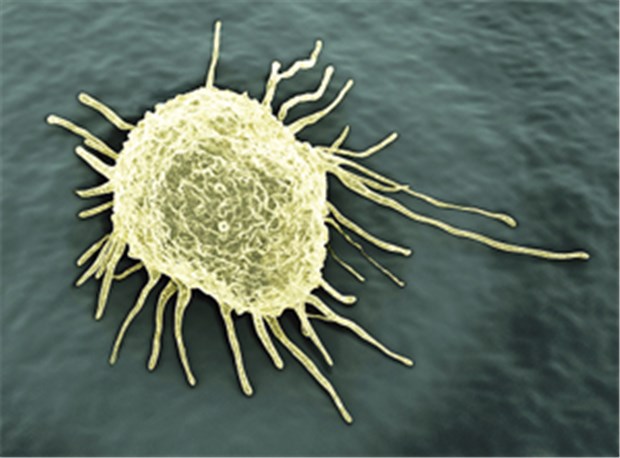 Hoffnungsträger: zielgerichtete Therapeutika Zielgerichtete Therapien brachten in den vergangenen Jahren in der Onkologie große therapeutische Fortschritte.