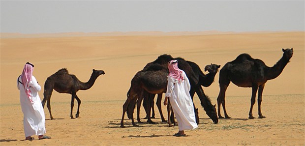 Damoklesschwert MERS? Zu Saudi-Arabien gehören Scheichs und Kamele dazu. Künftig will das Königreich sich auch einen guten Namen durch spitzenmedizinische Leistungen machen.