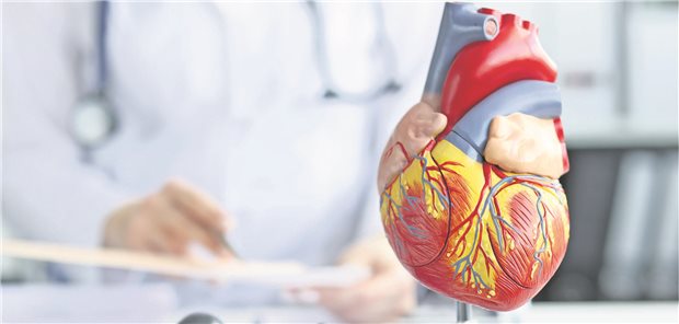 Modell eines menschlichen Herzes seht auf dem Schreibtisch vor einem Arzt im Arztkittel