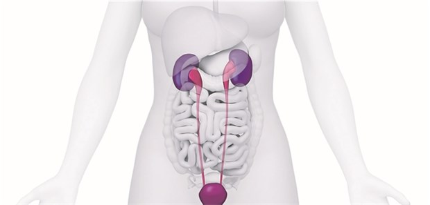 Mit drei Fragen zur Diagnose "HWI" Zu häufig: Sechs von zehn Frauen, die sich wegen Harnwegsinfektionen beim Arzt vorstellen, erhalten Antibiotika.
