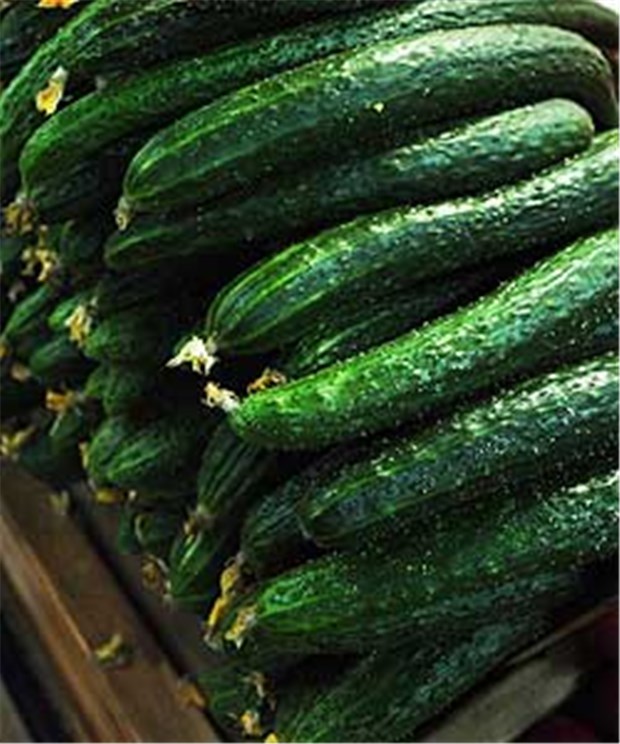 Darum schlagen manche Zucchini auf den Magen Zucchinis enthalten Bitterstoffe, um sich vor Fressfeinden zu schützen. Bei Sorten für den Verzehr werden die Bitterstoffe in der Regel herausgezüchtet.