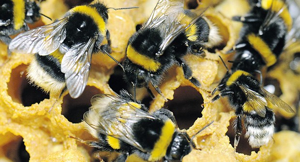 Der Hummel-Express Zuchthummeln krabbeln in einem speziell gesicherten Raum über Waben ihres Baus.