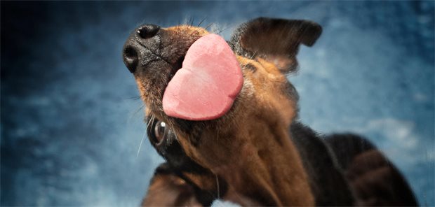 Ein Hund streckt seine Zunge raus