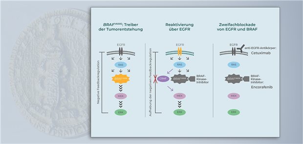 Schematische Darstellung des Wirkmechanismus: Zur Behandlung des BRAFTextbaustein: Text/HochstellenV600E-mutierten mCRC bedarf es einer kombinierten Zweifachblockade: der BRAF-Kinase durch Encorafenib und des EGFR durch einen Anti-EGFR-Antikörper.