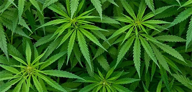 Cannabis auf Rezept könnte 2017 kommen Zur Schmerzlinderung bei Schwerkranken will die Bundesregierung Cannabis auf Rezept erlauben. Das Gesetz könnte 2017 in Kraft treten.