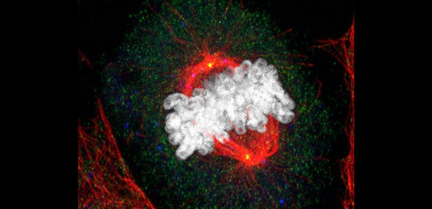 Spermium und Ei sind Teamplayer Zur Trennung von Chromosomen (grau) assemblieren menschliche Zellen eine bipolare Mikrotubuli-Struktur, bekannt als "Mitose-Spindel" (rot). Ein bisher wenig charakterisiertes Protein, SSX2IP (gelb an den Polen der Spindel), erhöht die Aktivität von Mikrotubuli-Organsationszentren (Centrosomen, nicht angefärbt) für die Spindelassemblierung ("Centrosomen-Maturation").