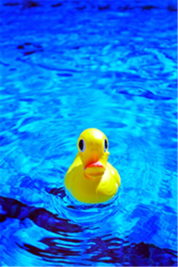 Die "Rundschau"-Ente ist zurückgepaddelt Zurückrudern für Enten.