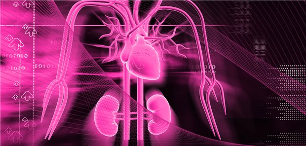 Zusammenspiel von Herz und Nieren: RAAS-Inhibitoren wegen Hyperkaliämie abzusetzen, erhöht das Risiko für kardiovaskuläre Ereignisse und eine renale Dysfunktion.