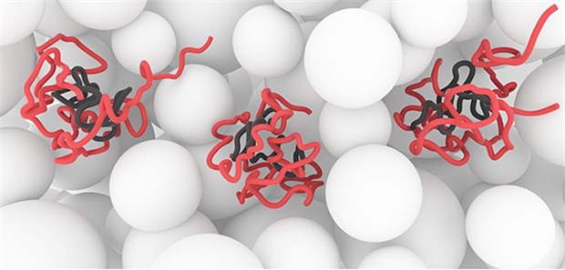 Warum Parkinson die Kognition beeinträchtigt Zustand des Proteins a-Synuclein in lebenden, gesunden Zellen: Die zentrale NAC-Region (grau) ist gut geschützt. Das Protein sorgt dafür, dass es zu keiner Interaktion mit dem Zytoplasma (weiß) und anderen Zell-Komponenten kommt. Bei neurodegenerativen Veränderungen würden die grauen Bereiche zusammenwachsen und Amyloid-Strukturen ausbilden.
