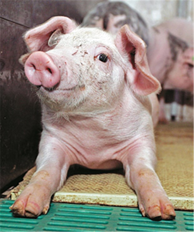 Können Schweine echte Gefühle haben? Zuweilen auch melancholisch? Ein glückliches Ferkel in einem Schweinezuchtbetrieb in Duderstadt.