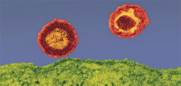 Zwei HI-Viren vor der Zelle. Ein neu entdecktes Protein hilft, das spezifische Immunsystem zu aktivieren.
