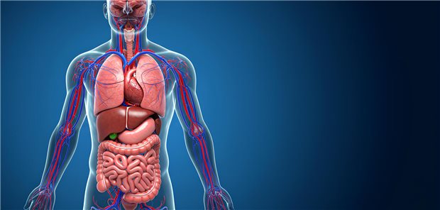 Zwei Händen halten eine Projektion eines menschlichen Herzens.