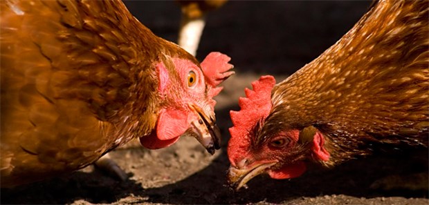 Was tun mit dem Huhn? Zwei Hühner unter sich.