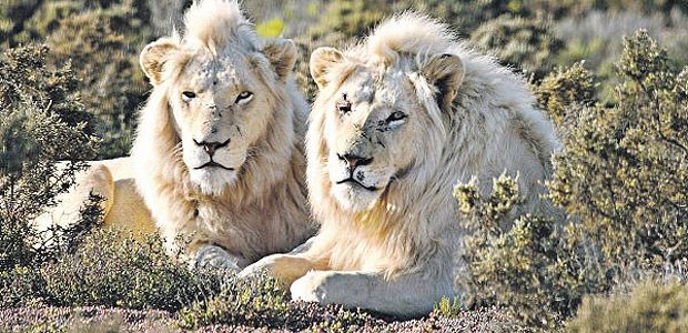 Fragwürdige Heilmittel Zwei Löwen im südafrikanischen Sanbona Wildlife Reserve. In Wildparks können Touristen eine Lizenz zum Töten des Königs der Tiere erwerben.