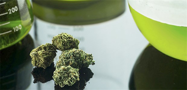 Israels Cannabis-Branche steht in den Startlöchern Zwischen 250 und 300 Millionen Dollar setzten israelische Firmen 2017 mit medizinischem Cannabis um.