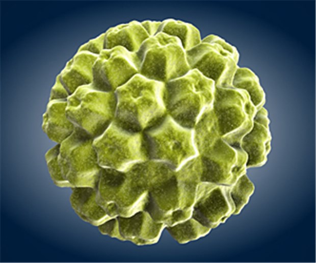 Herz-Alarm nach HPV-Infektion Zwischen Infektionen mit Papillomaviren und Herzkreislauf-Erkrankungen gibt es einen Zusammenhang, fanden US-Forscher heraus.