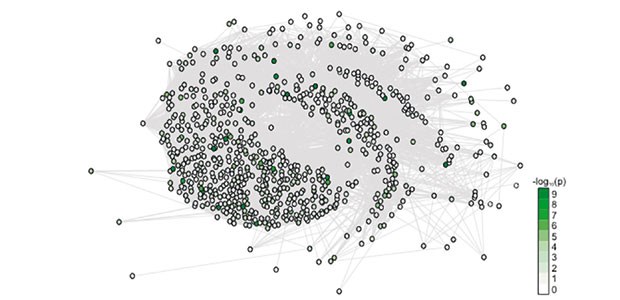 Ursachen des Typ-1-Diabetes auf der Spur as Schema zeigt eine Vereinigung von Gennetzwerken im Erbgut von Ratten und Menschen. Die Netzwerke werden von dem Transkriptionsfaktor Irf-7 (interferon regulatory factor) gesteuert. Jeder Punkt entspricht einem Gen. Der Grad der Einfärbung spiegelt die Stärke der Assoziation mit Typ-1-Diabetes wider.
